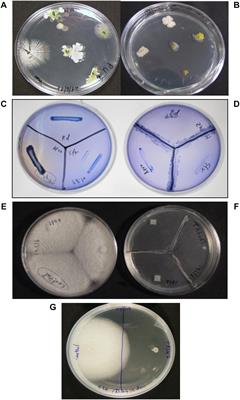 Endophytes From Algae, a Potential Source for New Biologically Active Metabolites for Disease Management in Aquaculture